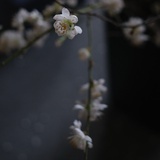 柳大小姐