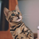 Ian