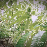 追逐梦
