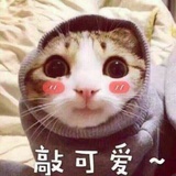 喵不可言