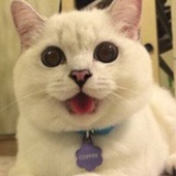 春暖花猫