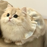 举个猫爪-