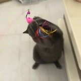 柿子.v