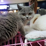 馋猫
