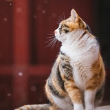 王子峤呀