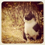 pandadd