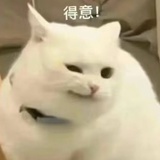 牛腩牛丸河