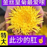 金丝皇菊爱嗦肛
