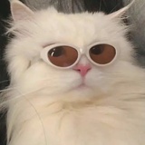 一只狸猫妄成人