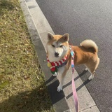 桃默