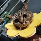 木辛梓