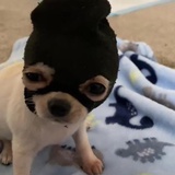 草莓斯汀
