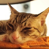 小猫吃秋刀鱼