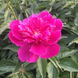 小芝麻
