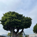 朔望