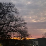 沃尔瑟姆一颗树