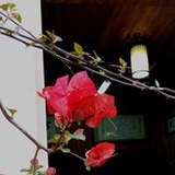 李怡