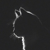 陈啊猫