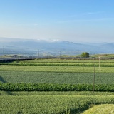 尔