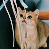 可可卷