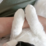 喵🐱
