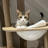 喵🐱
