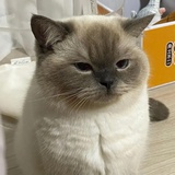 静静