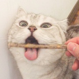 白桃乌龙