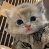 你的小可爱