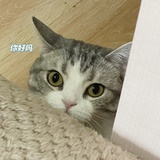 咕噜滚动