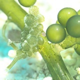 chiiou