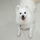 小花