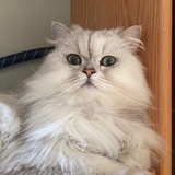 叶子