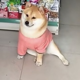 粉睡