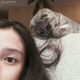妲布流