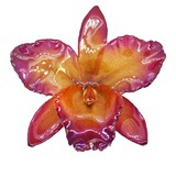 orchidburglar