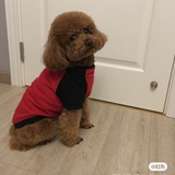 吃苹果的猫