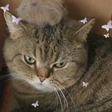 大猫过动儿