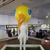 小鸽子躲起来了