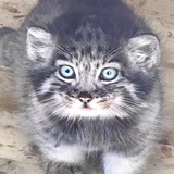 ltsjqs
