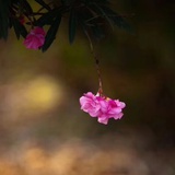 花花不说话