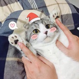 黄小仙儿
