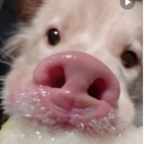 跳楼砸坏猪棚