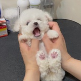 玉玉寡欢