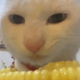 睡觉大王