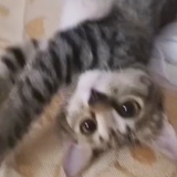 西西是只狸花