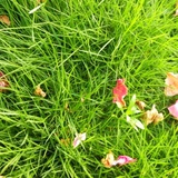 橘子老虎