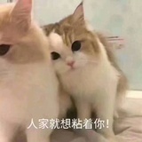 小鹿不该乱撞