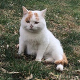 Oldhanpi