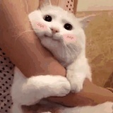 酸奶盖子丶
